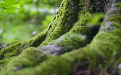 La Fête de la Forêt le dimanche 6 septembre de 14h à 17h30