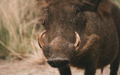 Jours de chasse 2021/2022 en Forêt de Ferrières