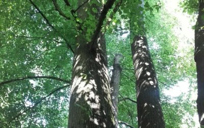 Tous en forêt avec l’AEV