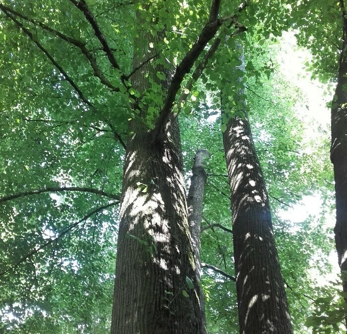 Tous en forêt avec l’AEV