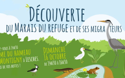 Découverte du marais du refuge et de ses migrateurs