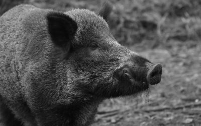 Ouverture de la chasse en Forêt d’Armainvilliers le 2 novembre