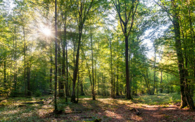 Forêt régionale de Ferrières – travaux forestiers