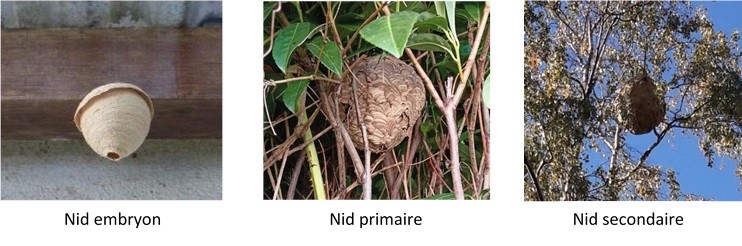 Nid de frelons asiatiques