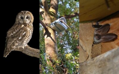 Installation de nichoirs et gîtes à Lagny-sur-Marne et Montévrain