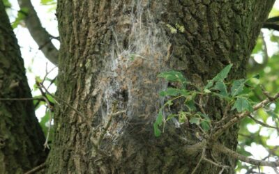 Lutter contre les chenilles processionnaires
